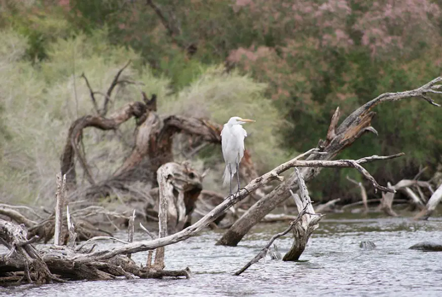 A white egret standing on driftwood along the river