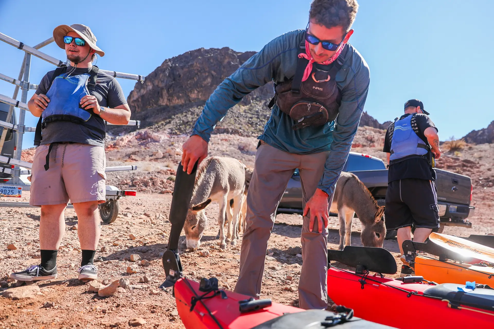 Guides loading kayaks near wild burros on the way to Lake Mead